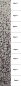 Preview: Glasmosaik Farbverlauf Grau Cream Schwarz Duschwand Bad Mosaikfliesen Shading Blend Sfumature - 300-0205