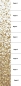 Preview: Glasmosaik Farbverlauf weiss beige braun Duschwand Bad Mosaikfliesen Shading Blend