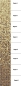 Preview: Glasmosaik Farbverlauf beige braun dunkelbraun Duschwand Bad Mosaikfliesen Shading Blend