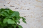 Preview: Mosaique de brisures en batonnets de marbre Mosaique de pierre naturelle beige golden cream polie structure 40B-2807