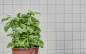 Preview: Mosaik Fliese weiß matt Poolmosaik Badmosaik Küchenwand Keramik - 16B-0111_b